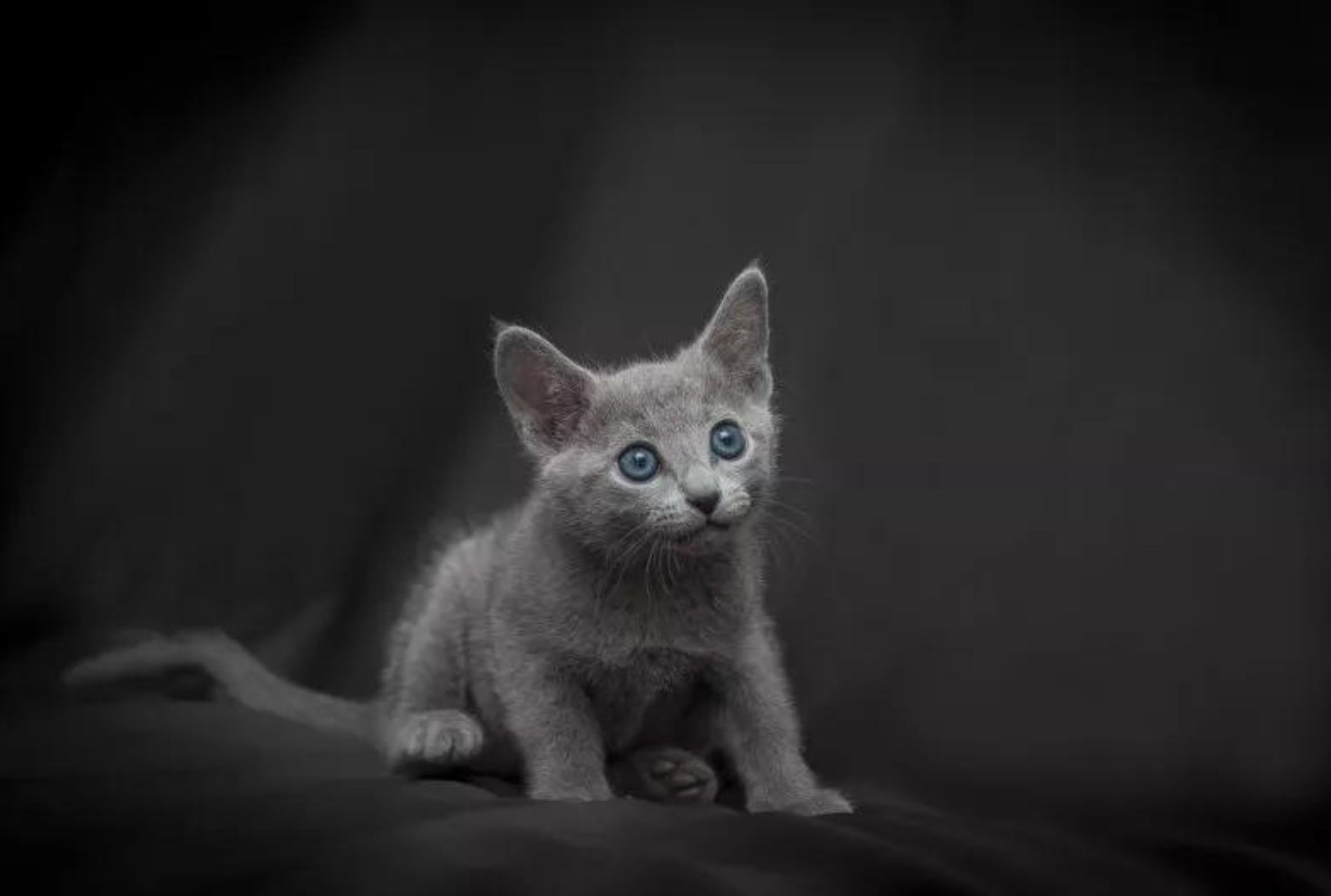 gatto blu di russia