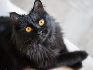 gatto nero con il pelo lungo e liscio