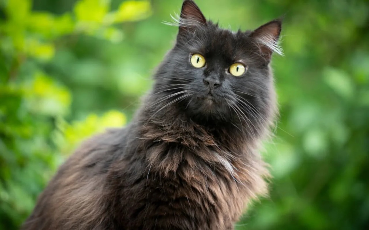 gatto nero con i peli lunghi nelle orecchie