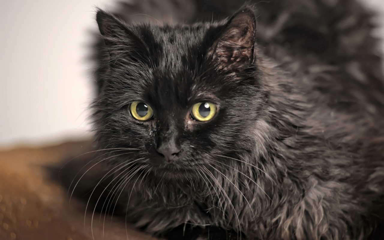 gatto nero con il pelo semi lungo