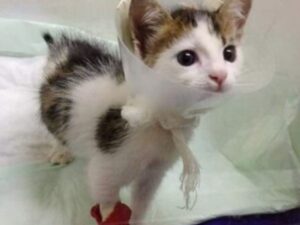 gatto piccolo