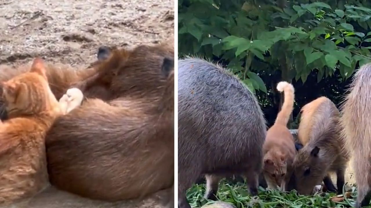 gatto e capybara sdraiati