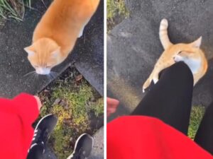 gatto sull'asfalto