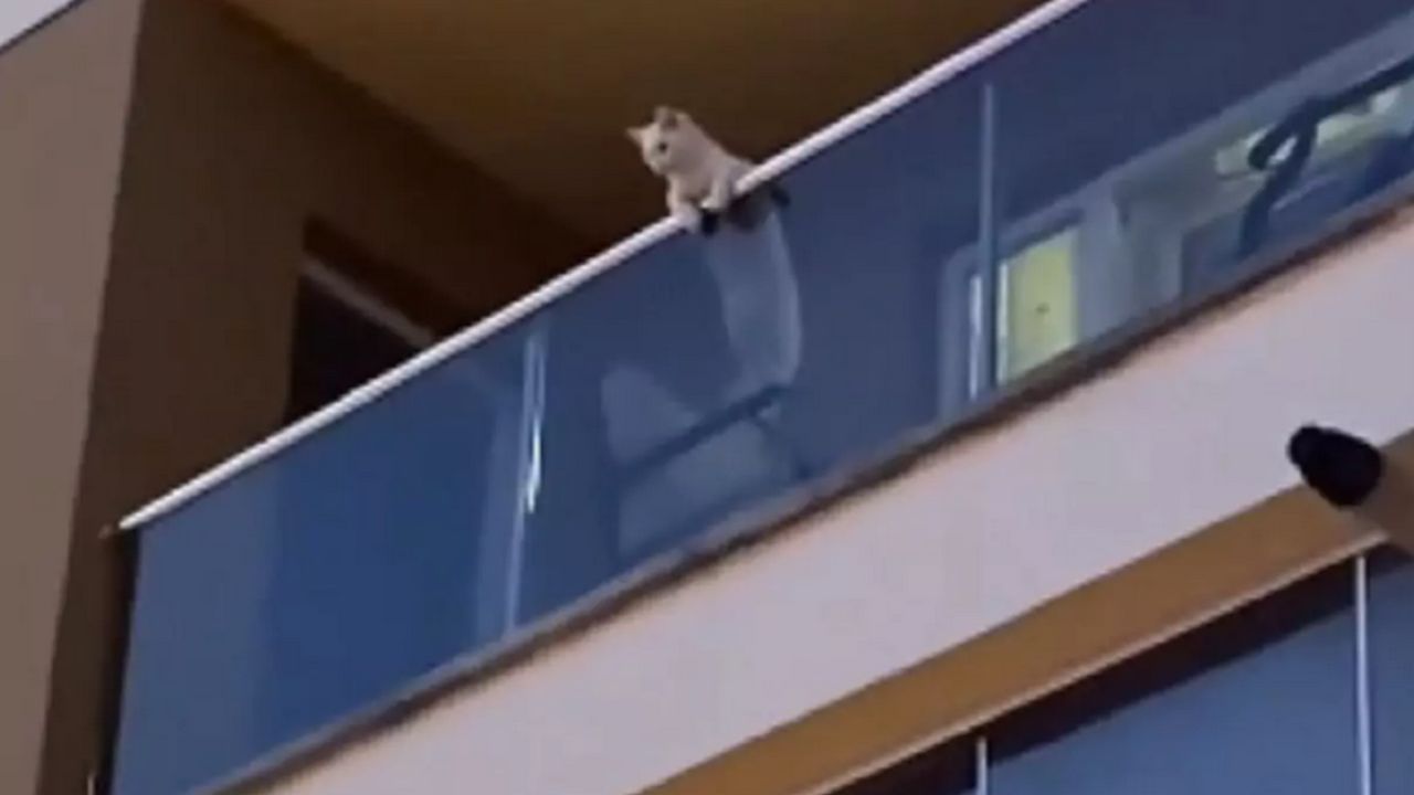gattino che guarda in basso