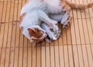 Gatto con banconote tra le zampe: il mistero del bottino ritrovato dal micio