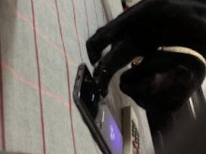 gatto che spegne la sveglia