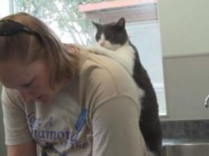 gatto che fa un massaggio ad una donna