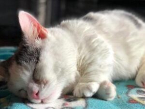 foto di gatto in primo piano