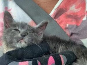 gattino tenuto in braccio