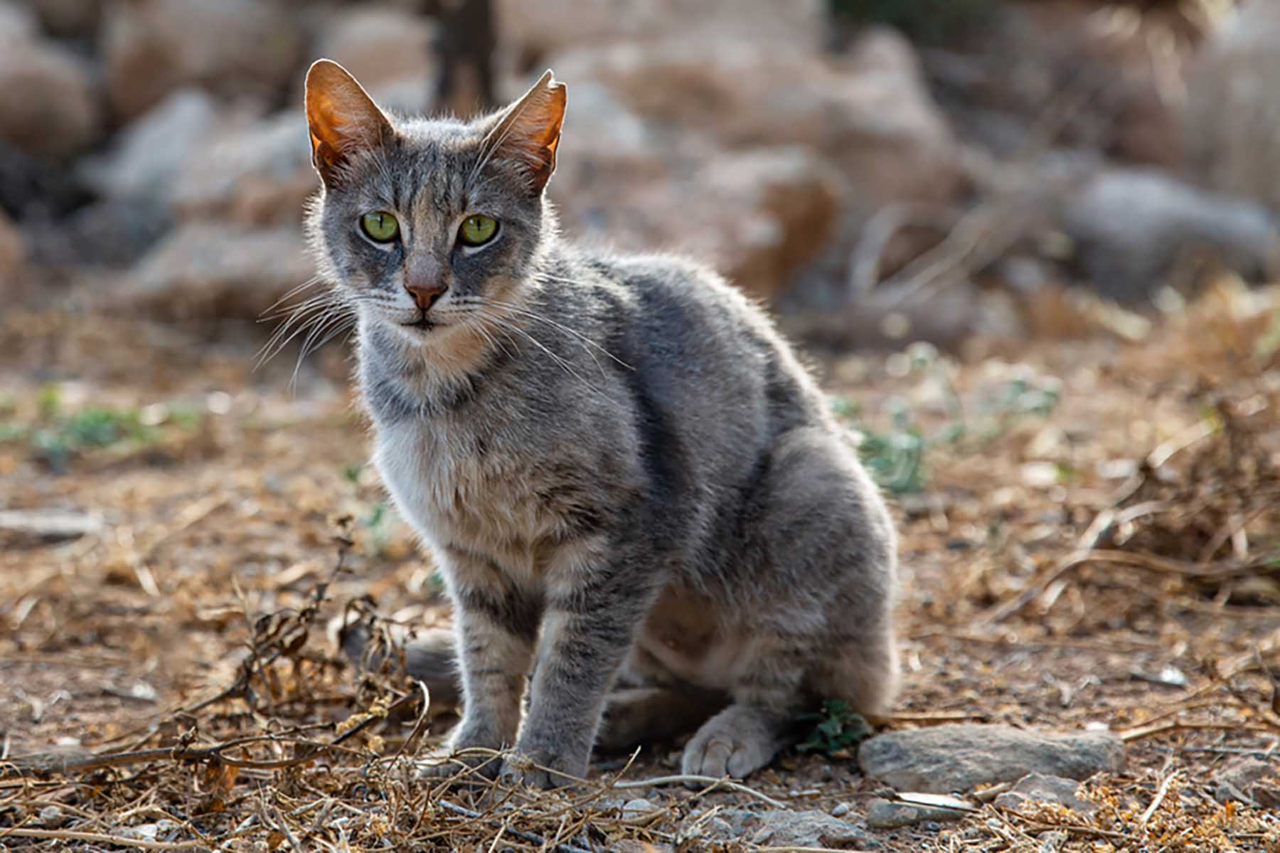 gatto di cipro