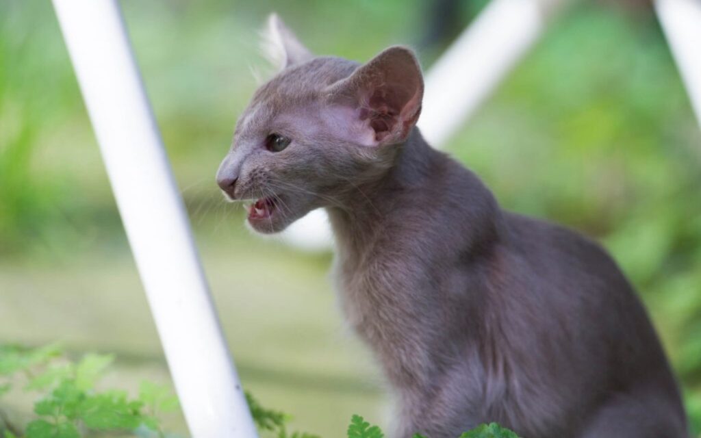 gattino grigio con le orecchie grandi che miagola