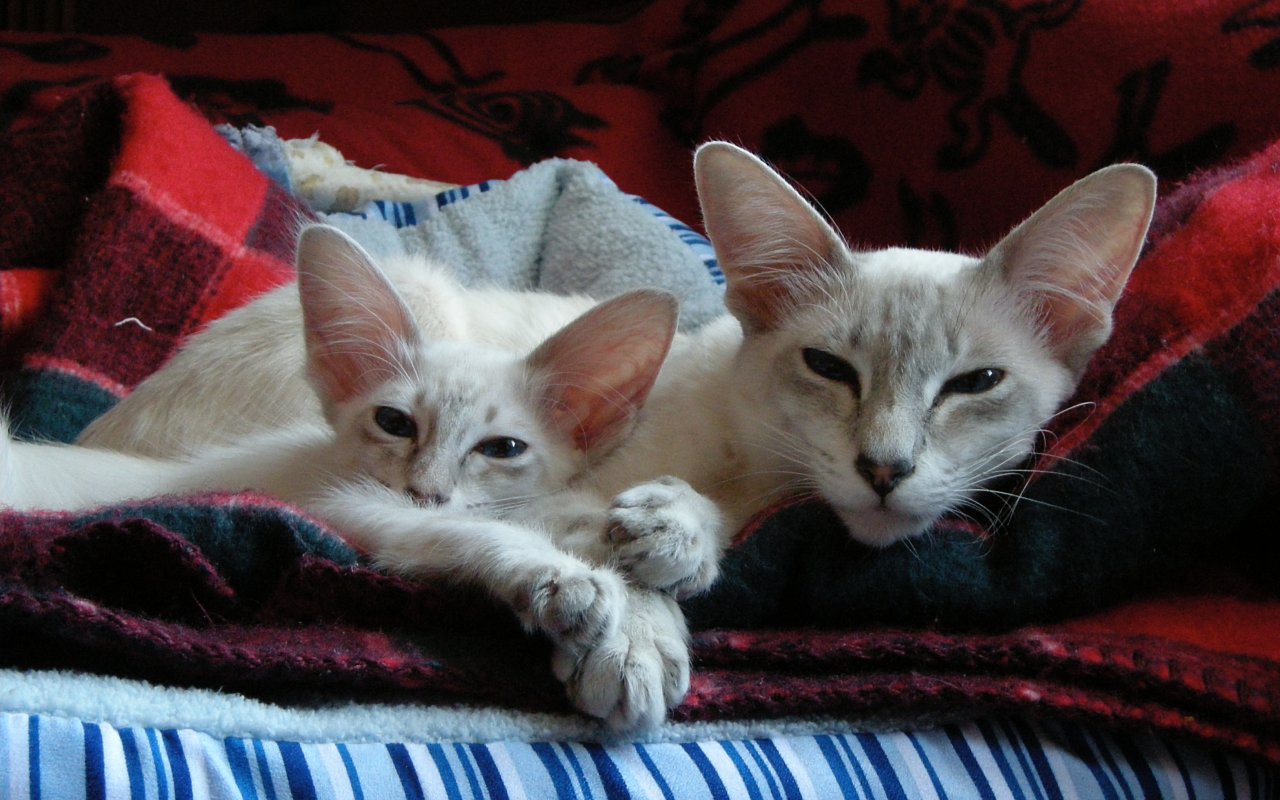 mamma gatta con il suo gattino riposano insieme sul cuscino