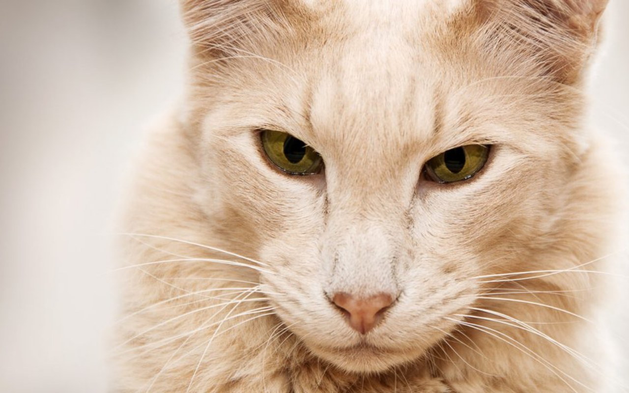 gatto con il muso allungato e il pelo color crema