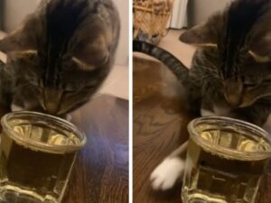 gatto che beve