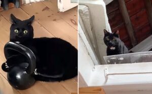 Questo gatto “ad alta velocità” non si ferma mai: continua ad andare sempre più veloce (VIDEO)