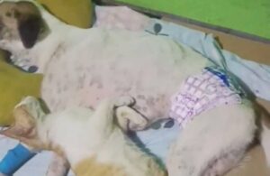 Gatto non lascia il cane malato: è il suo miglior amico, deve stare con lui