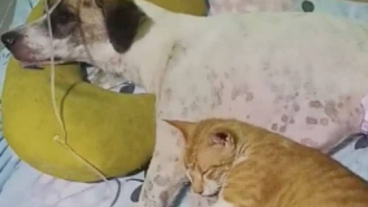 Cane e gatto amici