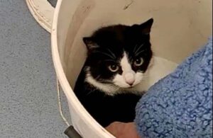 Gatto rinchiuso e intrappolato in un secchio: non aveva via di scampo
