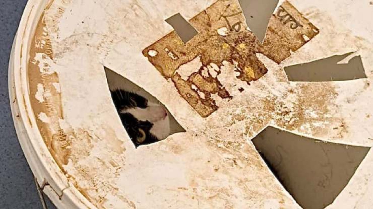 Gatto rinchiuso e intrappolato in un secchio