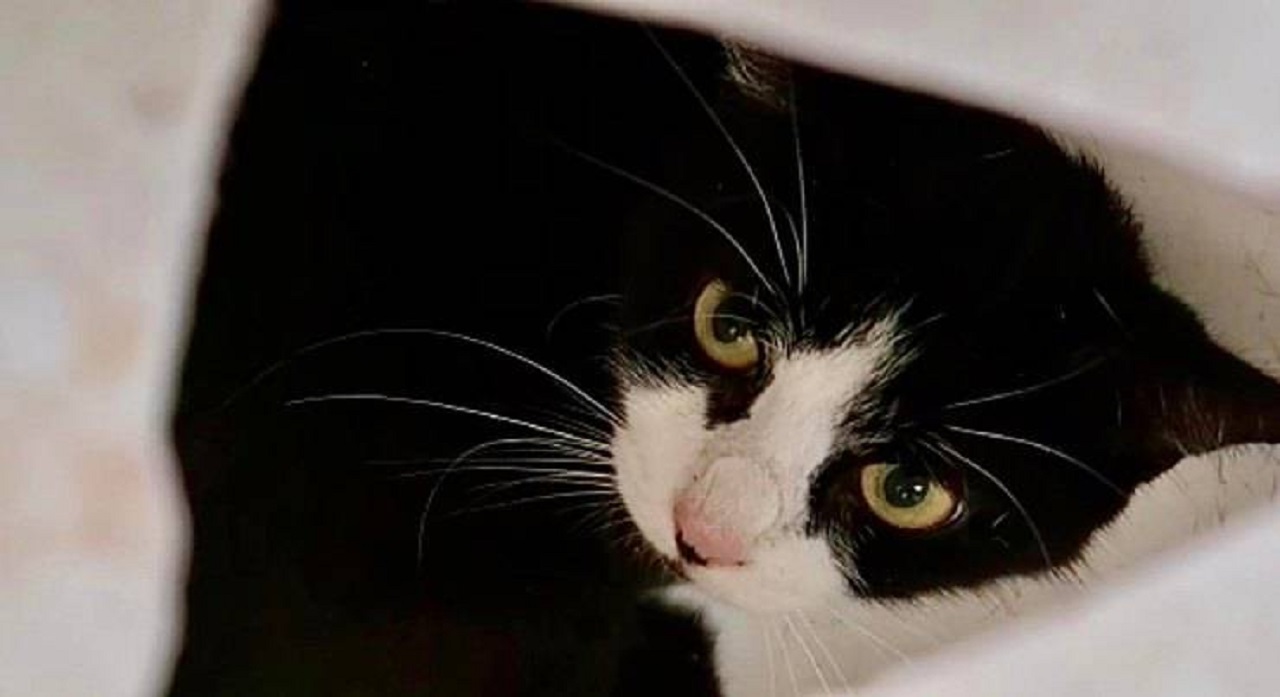 Gatto bianco e nero