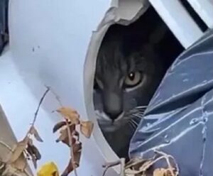 Gatto viveva in un water rotto: ecco la nuova vita di Loo
