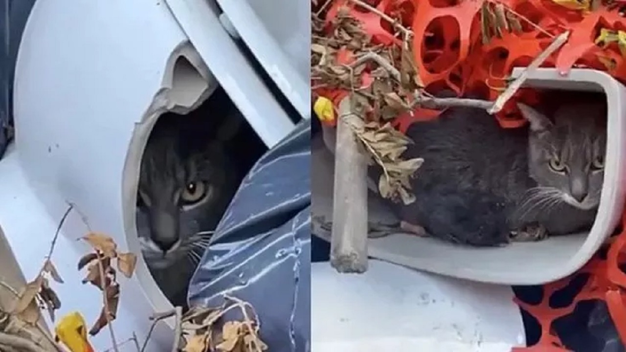 Gatto grigio nascosto