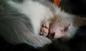 Le sue sorelle sono state adottate da famiglie amorevoli, ma non lei: nessuno voleva questa gattina