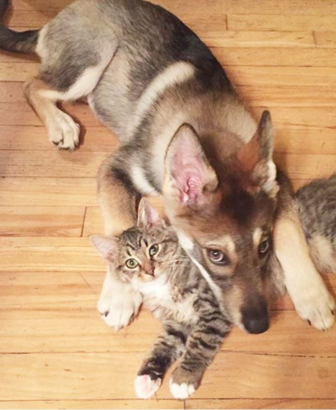 un husky di nome Raven con un gattino