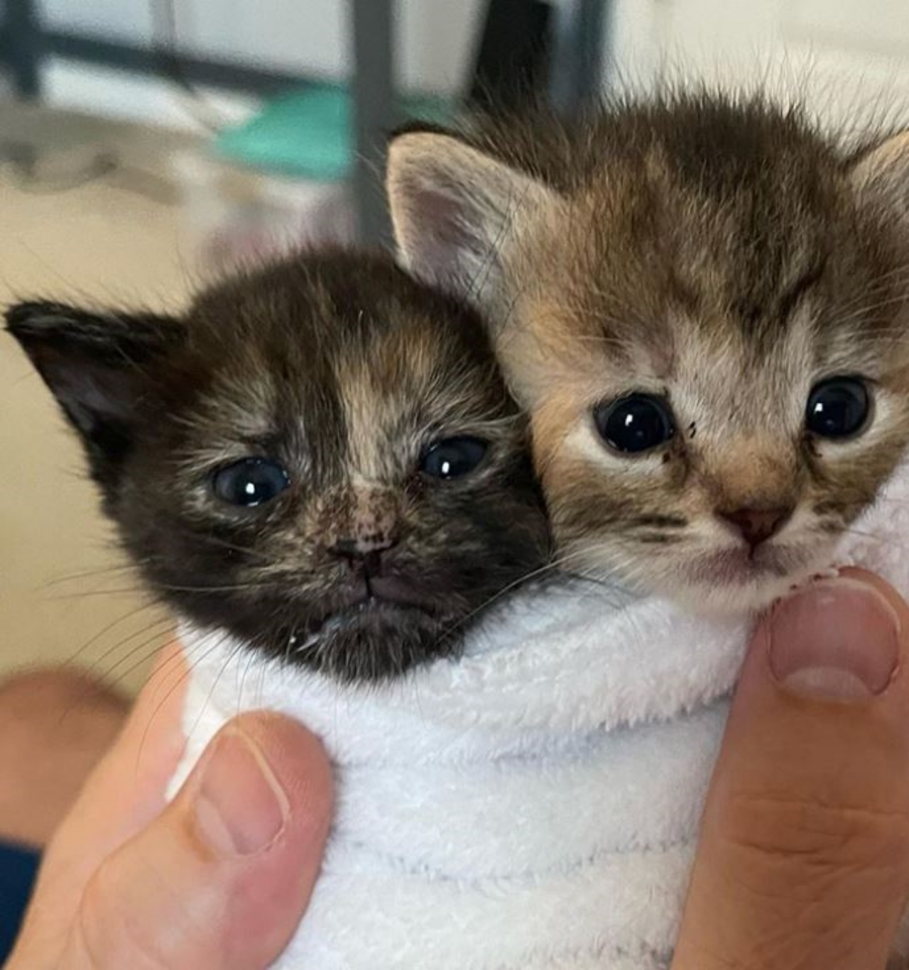 due gattini piccoli
