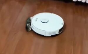 Letteralmente travolto: il gattino viene trascinato via, ma non fa una piega