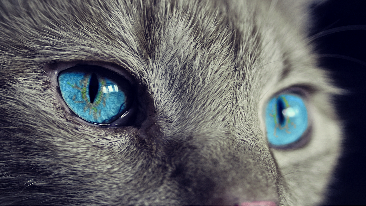 Occhi azzurri del gatto