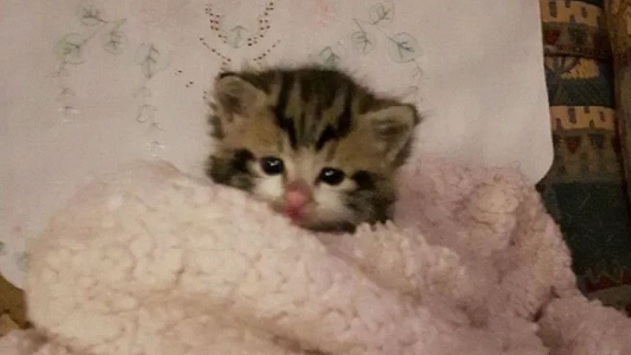 gattino che guarda davanti a sé