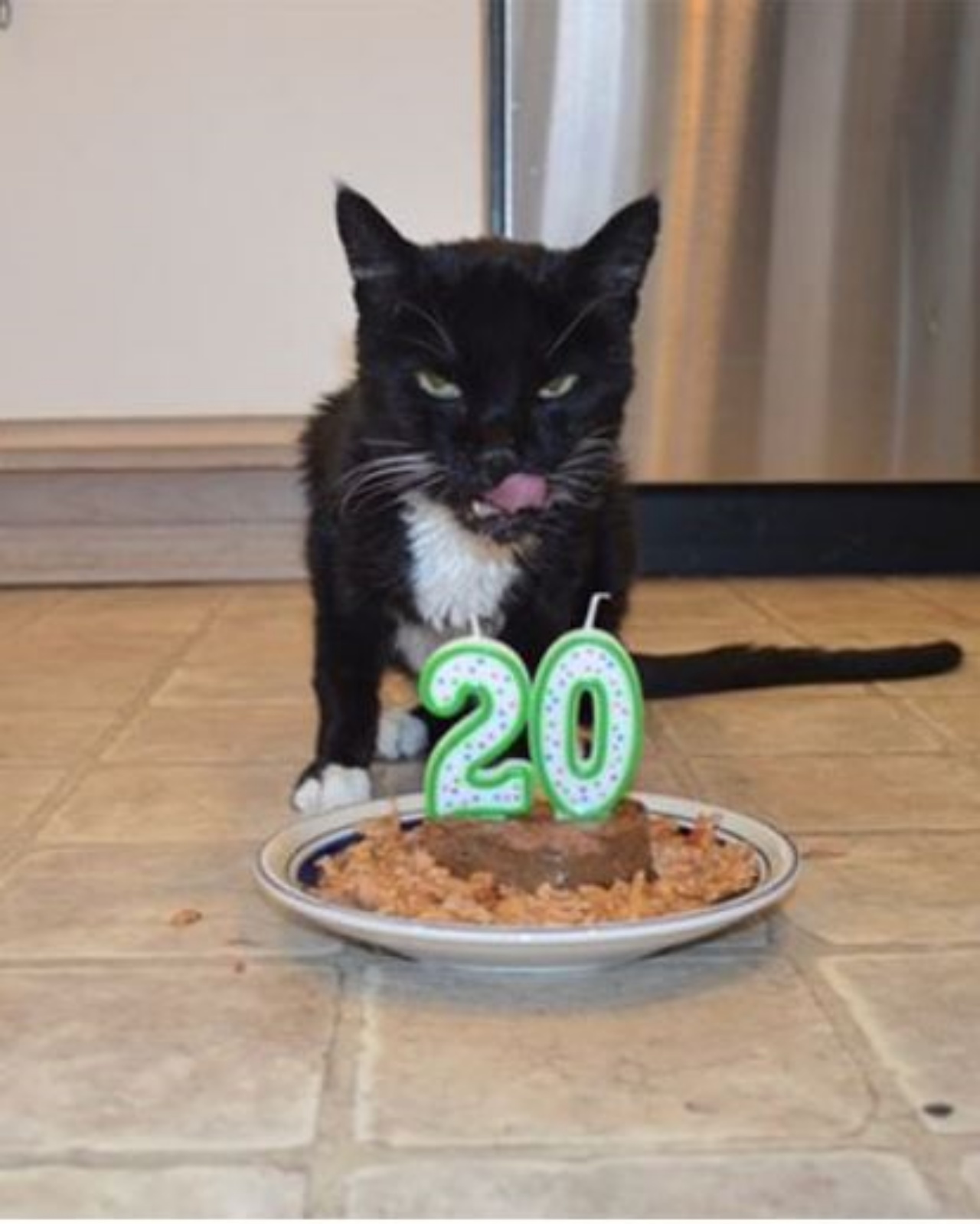 Un gatto che compie 20 anni