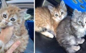 L’uomo ha salvato tre gattini, poi ne ha presi altri cinque da un nascondiglio