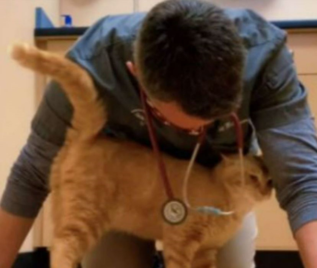un gatto con un medico veterinario
