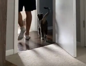 “Ecco com’è vivere con un gatto appiccicoso”: l’uomo fa impazzire tutti mostrando il suo micio stalker