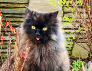 5 foto di gatti con la loro adorabile linguetta di fuori, buffissime e adorabili