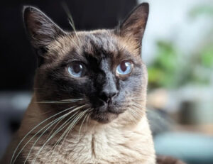 5 foto di gatti con occhi blu, il cui sguardo conquisterà il tuo cuore (e la tua anima)