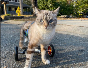 5 gatti con una disabilità e il carrellino che vi faranno capire che niente è impossibile