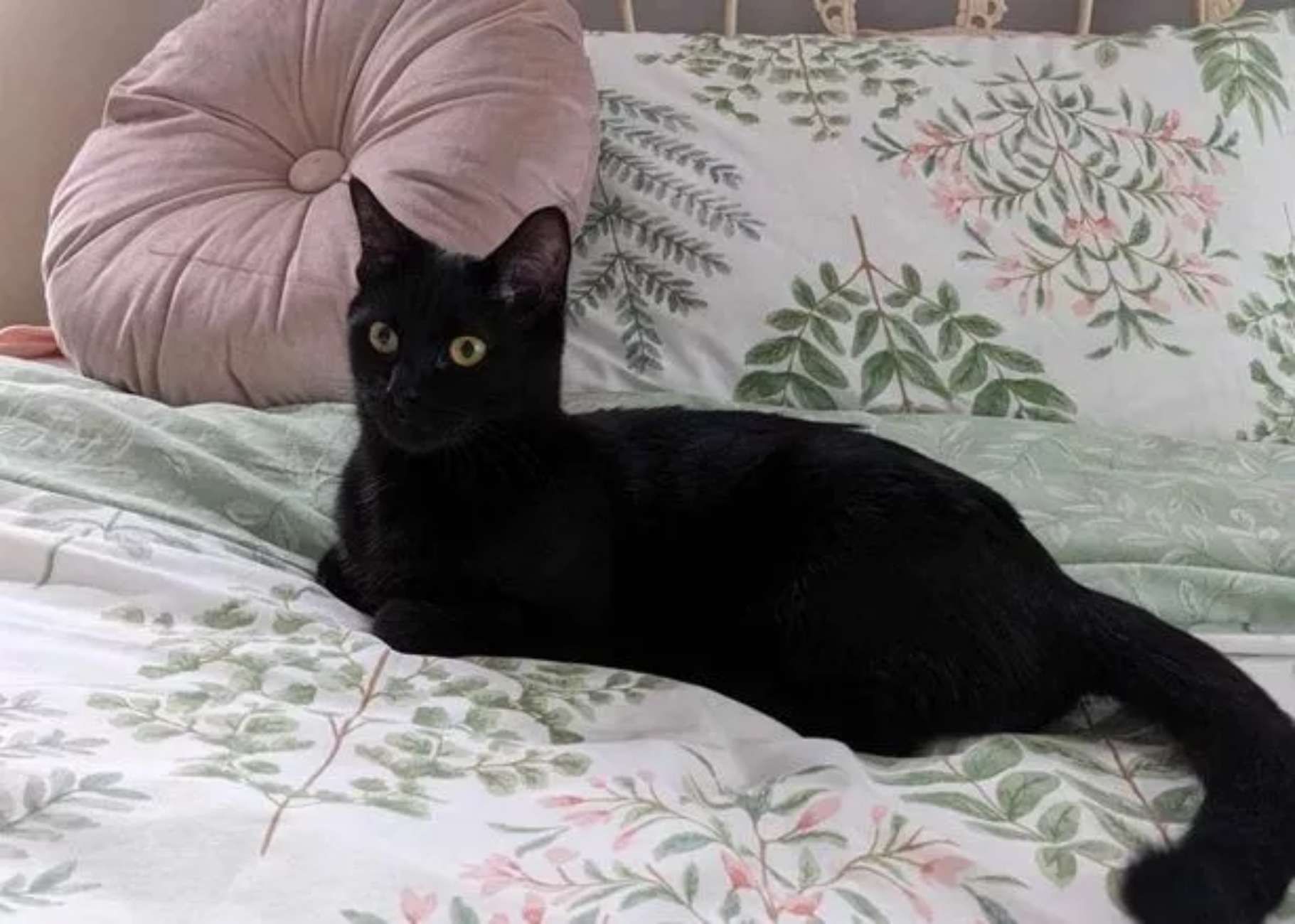 micio nero