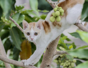 Amerai queste razze di gatti, ma solo se sei una persona sportiva (e molto attiva)