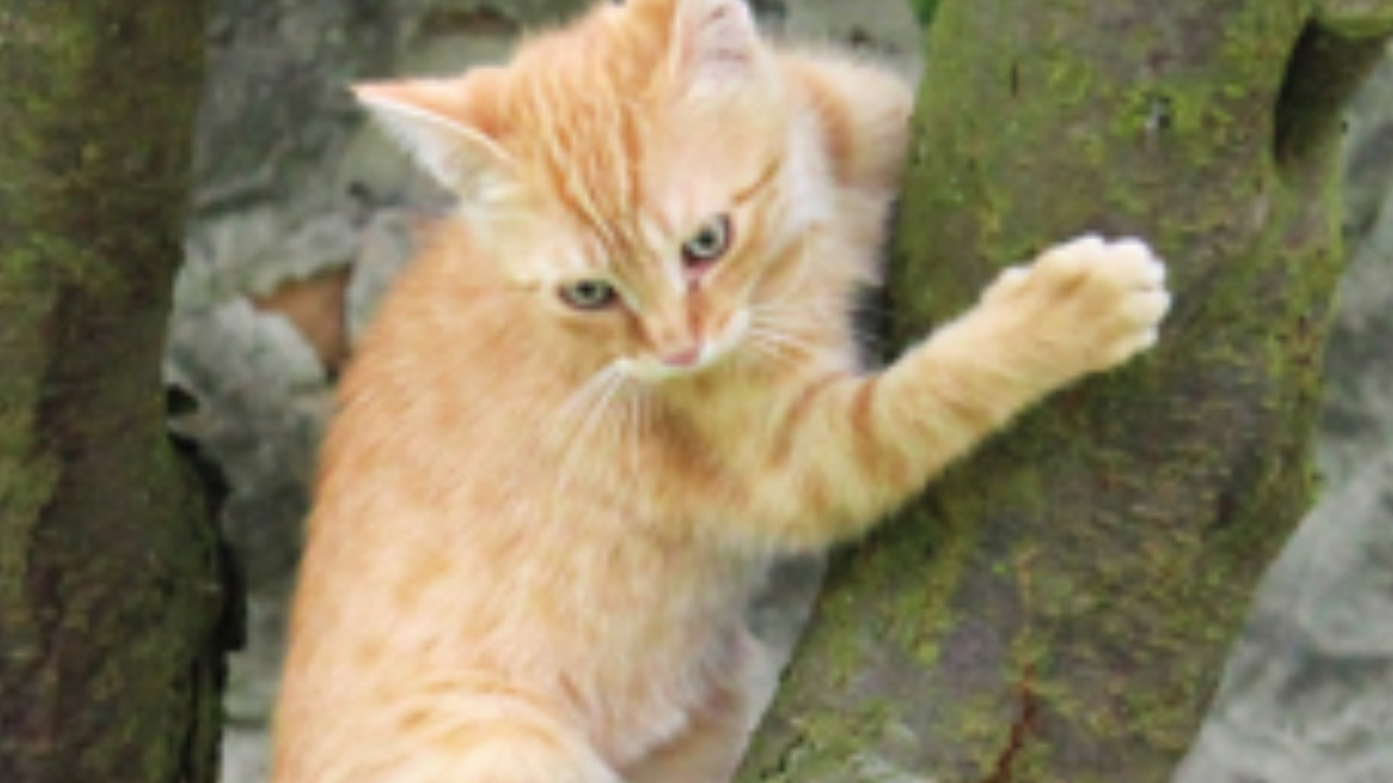 Gatto sale sull’albero