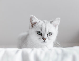 Avete sognato un gatto bianco? Questo è quello che si nasconde nel vostro subconscio