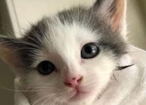 gatto felice