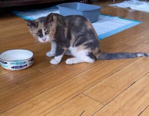 micia