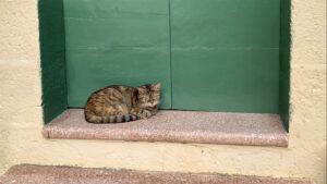 Coppia minaccia di chiamare la polizia per quello che il vicino avrebbe fatto al loro gatto