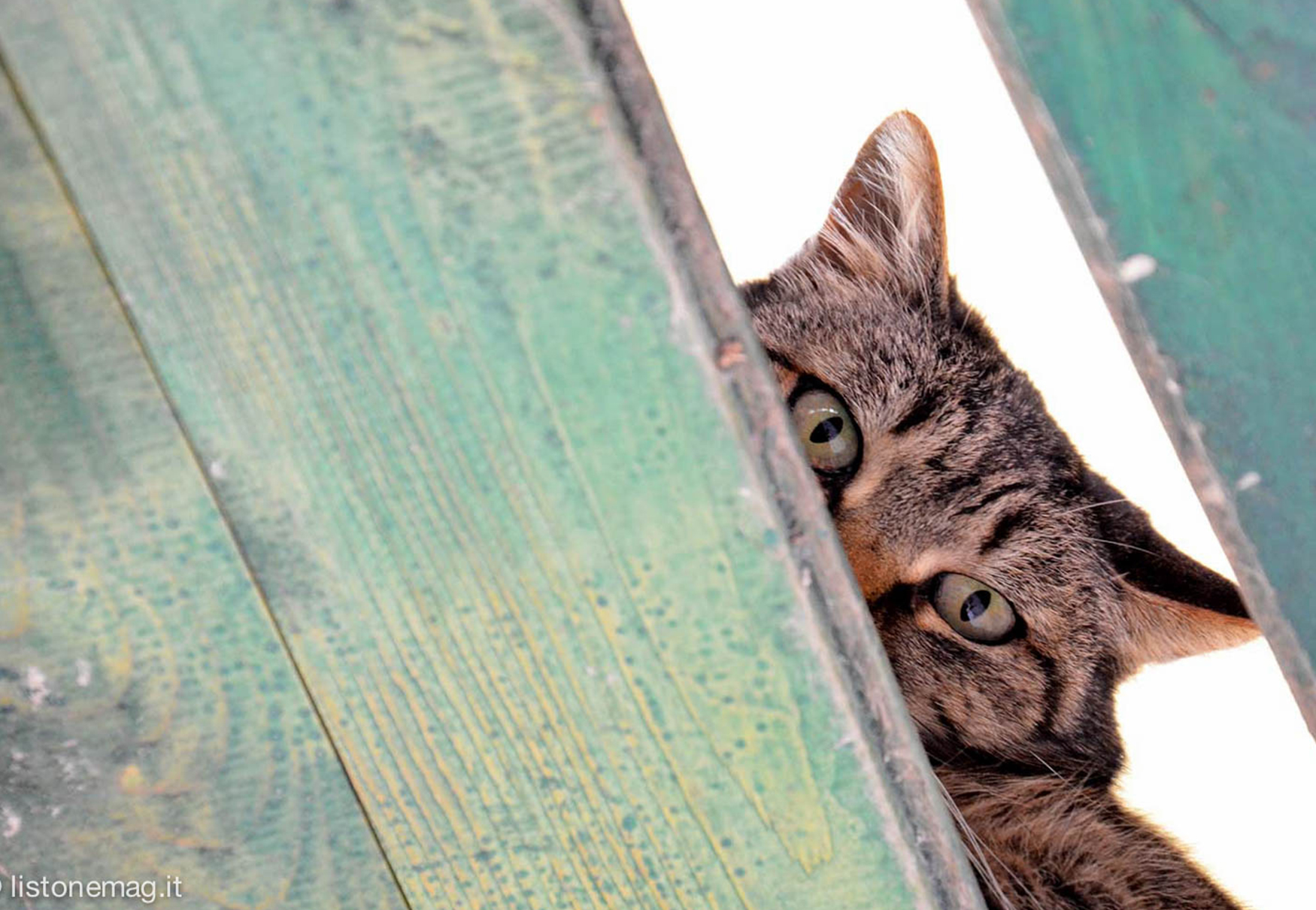 gatto fa capolino da staccionata