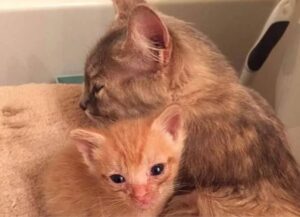 gatti felici