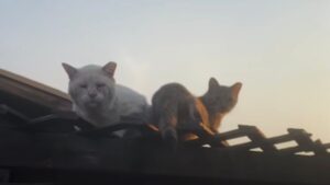 Gatti sul tetto