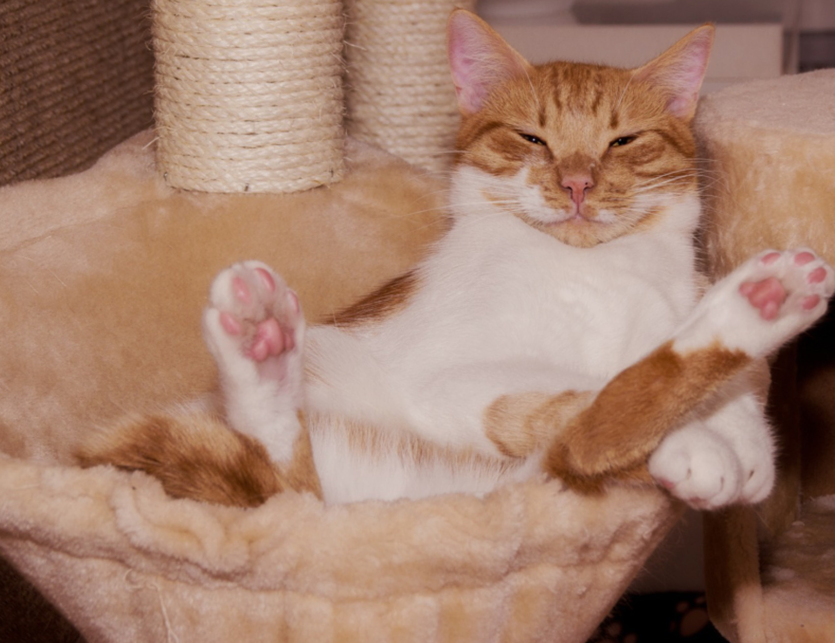Gatto sdraiato